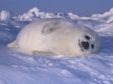 Harp Seal Pup Protectively Colored on Snow (Phoca Groenlandica), Arctic Canada, Atlantic Ocean Photographic Print by Tom Walker