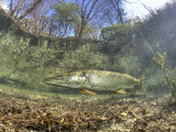 Northern Pike (Esox Lucius), Echinger Weiher Lake, Germany Photographic Print by Reinhard Dirscherl