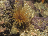 Tube or Burrowing Anemone, Pachycerianthus Fimbricatus, California, USA Stampa fotografica di Hal Beral Tube or Burrowing Anemone, Pachycerianthus Fimbricatus, California, USA Stampa fotografica di Hal Beral