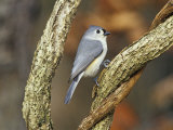 Tufted Titmouse (Baeolophus Bicolor), Eastern North America Lámina fotográfica por Steve Maslowski Tufted Titmouse (Baeolophus Bicolor), Eastern North America Lámina fotográfica por Steve Maslowski