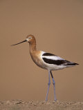 American Avocet Showing its Long Legs and Bill, Recurvirostra Americasna, USA Photographie par Arthur Morris