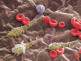 Red and White Blood Cells in a Portal Vein Photographic Print by Richard Kessel