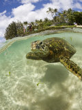 Green Turtle (Chelonia Mydas), Oahu, Pacific Ocean, Hawaii, USA Lámina fotográfica por Reinhard Dirscherl Green Turtle (Chelonia Mydas), Oahu, Pacific Ocean, Hawaii, USA Lámina fotográfica por Reinhard Dirscherl