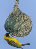 Vitelline Masked Weaver at its Nest, Ploceus Velatus, Samburu, Kenya, Africa Photographie par Joe & Mary Ann McDonald