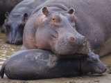 Hippopotamus, Hippopotamus Amphibius, Adult with its Young or Calf, Masai Mara, Kenya, Africa Fotografie-Druck von Joe McDonald