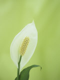 Peace Lily Flower (Spathiphyllium Wallissii) Photographic Print by Wally Eberhart