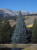 Colorado Blue Spruce (Picea Pungens), Colorado State Tree, Rocky Mountains, Colorado, Usa. Photographic Print by Robert & Jean Pollock