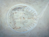 Horseshoe Crab Fossil (Mesolimulus Sp.) Jurassic Period 150 M.Y.A Europe Photographic Print by Ken Lucas