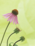 Progressive Opening of Echinacea Flowers Photographic Print by Wally Eberhart