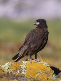 Striated Caracara (Phalcoboenus Australis), Falkland Islands Photographie par Hugh Rose