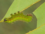 Saturnid Moth Fourth Instar Caterpillar Eating a Leaf (Copaxa Decreasens). Ecuador Photographic Print by Leroy Simon