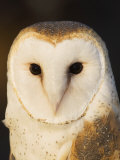 Male Barn Owl (Tyto Alba), USA Photographic Print by John Cornell
