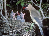 A Cedar Waxwing Feeding a Berry to its Nestlings. Photographic Print by Tom Ulrich