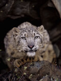 Snow Leopard, Panthera Uncia, an Endangered Species, Asia Photographic Print by Joe McDonald