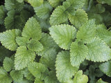 Lemon Balm Herb Leaves (Melissa Officinalis) Photographic Print by David Sieren