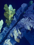 Tartaric Acid Crystals Viewed with Polarized Light Photographic Print by George Musil