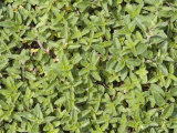 Wild Marjoram Photographic Print