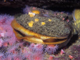 Rock Scallop (Hinnites Giganteus), Pacific Coast of North America Photographic Print by Ken Lucas
