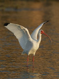 White Ibis, Eudocimus Albus, with Wings Raised, Southern USA Photographie par Arthur Morris