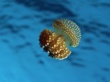 Bell Jellyfish, Phyllorhiza Punctata, Thailand Lámina fotográfica por David Fleetham Bell Jellyfish, Phyllorhiza Punctata, Thailand Lámina fotográfica por David Fleetham