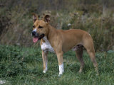 American Staffordshire Terrier Variety of Domestic Dog Photographic Print by Cheryl Ertelt