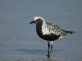 Black-Bellied Plover (Pluvialis Squatarola) in Breeding Plumage, Florida, USA Lámina fotográfica por Arthur Morris Black-Bellied Plover (Pluvialis Squatarola) in Breeding Plumage, Florida, USA Lámina fotográfica por Arthur Morris