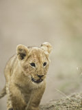 African Lion Cub, Panthera Leo, Masai Mara Game Reserve, Kenya, Africa Photographic Print by Adam Jones