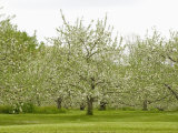 Flowering Apple Orchard in the Spring (Malus), New Hampshire, USA Photographic Print