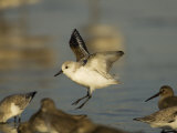 Sanderling, Calidris Alba, Landing in a Mixed Flock of Various Shorebirds, Florida USA Photographic Print by John Cornell