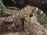 Gila Monster (Heloderma Suspectum) Photographic Print by Joe McDonald