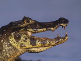 Caiman Head, Amazonia, Brazil, South America Photographic Print by Arthur Morris