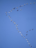 Flock of Snow Goose in Formation Lámina fotográfica por Steve Maslowski