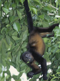 Mantled Howler Monkey Feeding on Vegetation, Alouatta Palliata, Costa Rica Fotografie-Druck von Gustav W. Verderber
