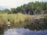 Common Loon Nesting Photographic Print by Tom Ulrich