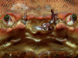 Close-Up of a European Crab Face Showing its Eyes (Cancer Pagurus), Atlantic Ocean Photographic Print by Reinhard Dirscherl