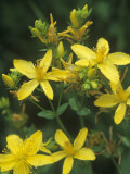 St. John's Wort, Hypericum Perforatum, North America Lámina fotográfica por David Sieren St. John's Wort, Hypericum Perforatum, North America Lámina fotográfica por David Sieren
