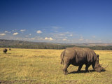 White Rhinoceros Grazing on the Savanna, Ceratotherium Simum, an Endangered Species, Kenya, Africa Photographic Print by Joe McDonald