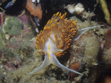Ken Lucas - Nudibranch or Sea Slug (Hermissendra Crassicornis), California, Usa, Pacific Ocean - Fotografik Baskı Ken Lucas - Nudibranch or Sea Slug (Hermissendra Crassicornis), California, Usa, Pacific Ocean - Fotografik Baskı