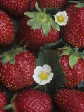 Strawberries, 'sparkle' Variety Photographie par Wally Eberhart