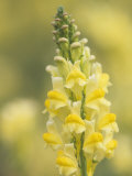 Dewy Butter-And-Eggs Flowers, Linaria Vulgaris, North America Photographic Print by John & Barbara Gerlach