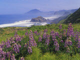 Lupine Flowers, Lupinus, on a Cliff Above a Rugged Rocky California Coastline, USA Photographic Print by Adam Jones