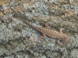 Northern Fence Lizard (Sceloporus Undulatus Hyacinthinus) Photographic Print by Adam Jones