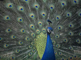Male Peacock Courtship Display, Pavo Cristatus Photographic Print by Gary Meszaros