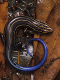 Five-Lined Skink, Eumeces Fasciatus, . North America Photographic Print by Jim Merli