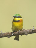 Little Bee-Eater, Merops Pusillus, Masai Mara, Kenya, Africa Photographie par Adam Jones