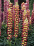 Garden Lupines, Lupinus, North America Photographic Print by Dick Poe