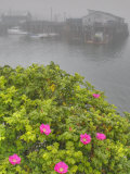 Seaside Roses, Rosa Rugosa, and Wharf Impressão fotográfica por Gustav W. Verderber Seaside Roses, Rosa Rugosa, and Wharf Impressão fotográfica por Gustav W. Verderber