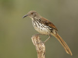Long-Billed Thrasher, Toxostoma Longirostre, Texas, USA Photographie par John Cornell