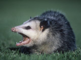 Opossum Showing its Teeth (Didelphis Marsupialis), USA Photographic Print by Gary Randall