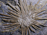 Sea Urchin Fossil (Archeocidaris), 360-325 M.Y.A., Texas, USA Photographic Print by Ken Lucas